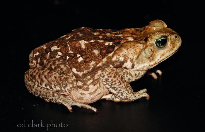 Bufo marinus (Rhinella marina)  Cane Toad08.jpg